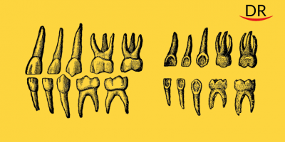 Can Teeth Be Considered ‘Chronicles’ of a Person’s Life?