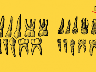 Can Teeth Be Considered ‘Chronicles’ of a Person’s Life?