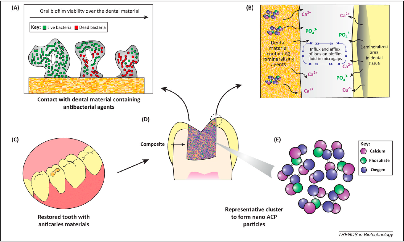 The New Antibacterial Composites To Effectively Control Carious Lesions: A Study cover