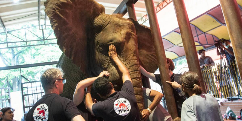 An Elephant Gets Relief After Years of Dental Pain cover