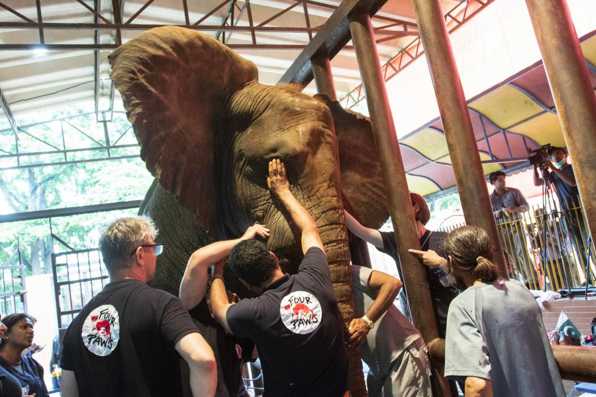 An Elephant Gets Relief After Years of Dental Pain cover