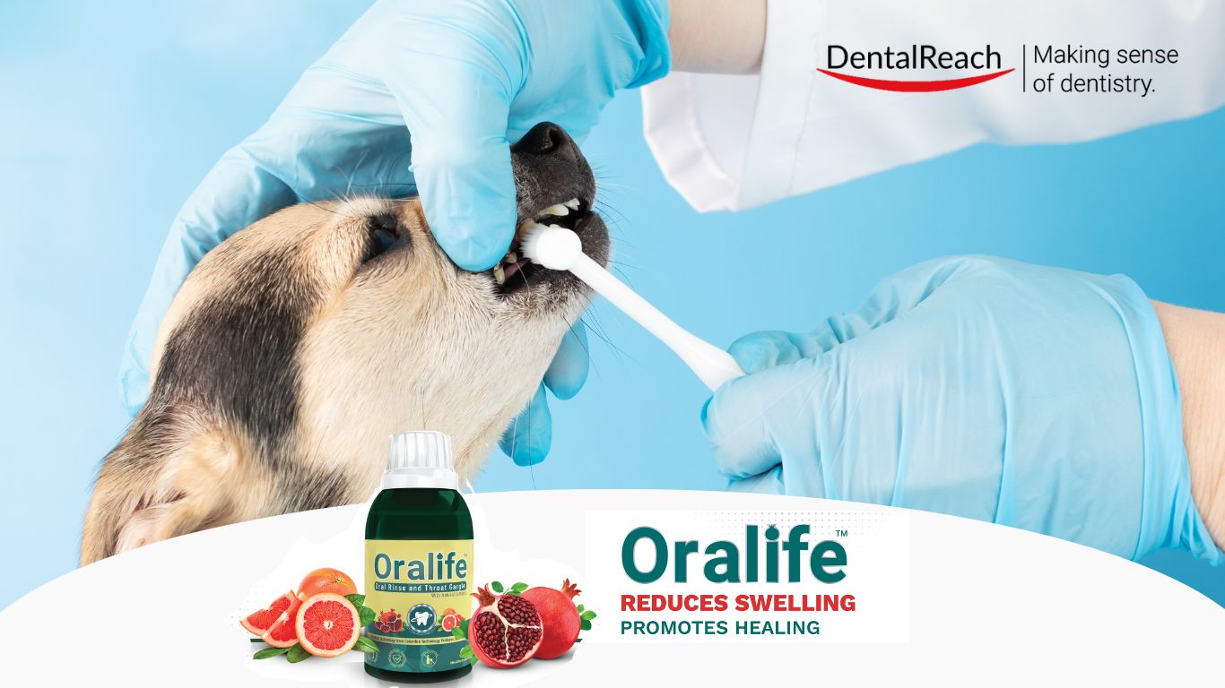 Zoo Dentistry: Making sure The Oral Well being Of Captive Flora and fauna | DentalReach – Main Dental Mag