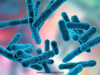 probiotic bacteria
