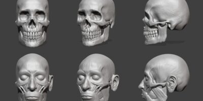 Masseter Anatomy Revisited : An Interesting Discovery