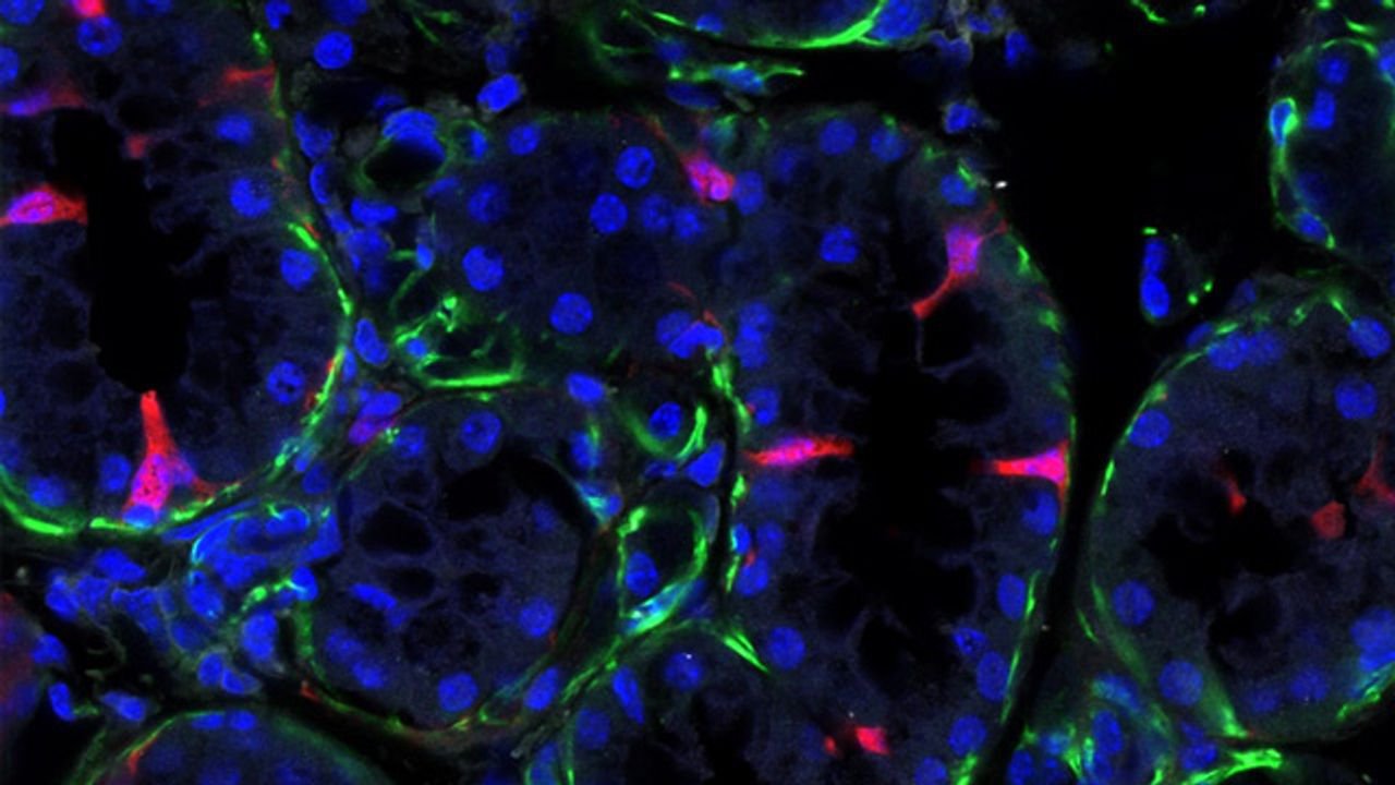 Special Cell Discovered In Salivary Glands Which May Be Crucial To Oral Health