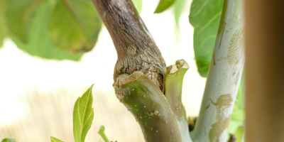 Grafts in Nature, Medicine & Dentistry cover