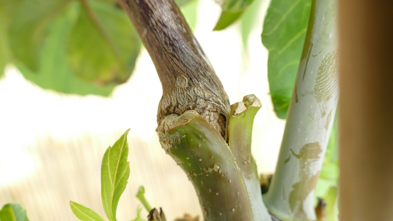 Grafts in Nature, Medicine & Dentistry cover
